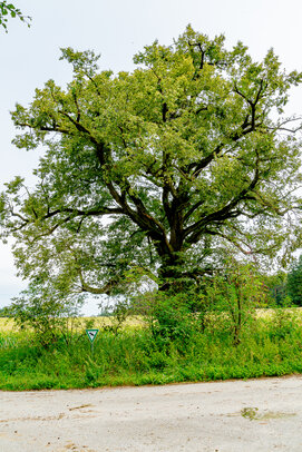 Thumbnail: _JA 40722 Linde.jpg